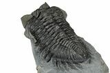 Bug-Eyed Coltraneia Trilobite Fossil - Ofaten, Morocco #354445-5